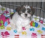 Small Photo #1 Shorkie Tzu Puppy For Sale in ORO VALLEY, AZ, USA