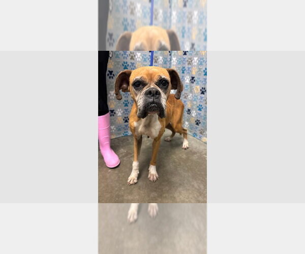 Medium Photo #4 Boxer Puppy For Sale in Austin, TX, USA