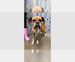 Dolly - Female Boxer Dog for Adoption - Photo #4