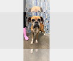 Small #3 Boxer