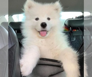 Samoyed Puppy for sale in HIALEAH, FL, USA