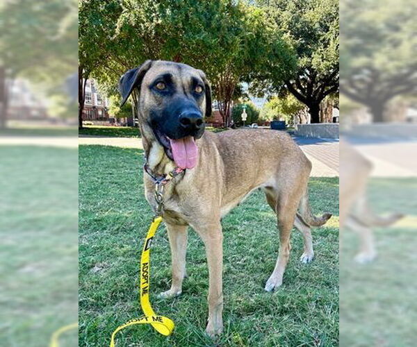 Medium Photo #8 German Shepherd Dog-Unknown Mix Puppy For Sale in Canton, CT, USA
