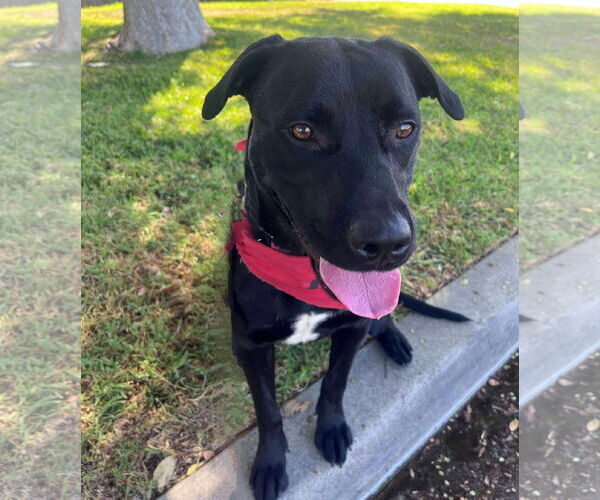 Medium Photo #3 Labrador Retriever-Unknown Mix Puppy For Sale in San Diego, CA, USA