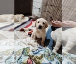 Small #5 Labrador Retriever