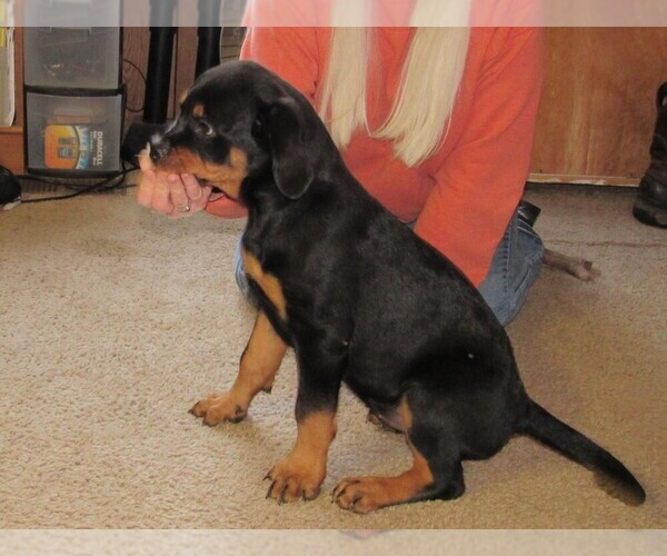 Medium Photo #17 Rottweiler Puppy For Sale in SPOKANE, WA, USA