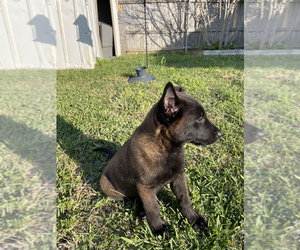 Belgian Malinois Puppy for sale in ARLINGTON, TX, USA