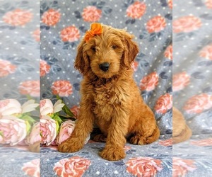 Goldendoodle (Miniature) Puppy for sale in CHRISTIANA, PA, USA