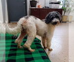 Small #3 Aussiedoodle