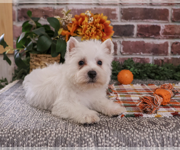 Medium Photo #3 West Highland White Terrier Puppy For Sale in SYRACUSE, IN, USA