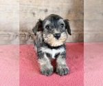 Litter of 8 - Male(s) and Female(s) Schnauzer (Miniature)Litter of Puppies for Sale - Photo #15