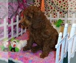 Small Photo #11 Poodle (Standard) Puppy For Sale in CLATSKANIE, OR, USA