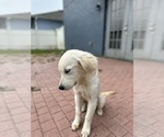 Small Photo #39 English Cream Golden Retriever Puppy For Sale in ORLANDO, FL, USA