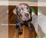 Puppy Smoke Cane Corso