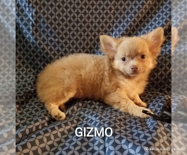 Medium Photo #5 Chihuahua Puppy For Sale in MANSFIELD, TX, USA