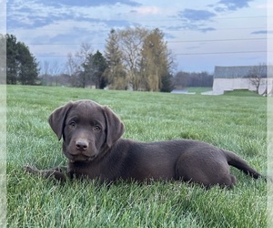 Labrador Retriever Dog for Adoption in FREDERICKSBG, Ohio USA