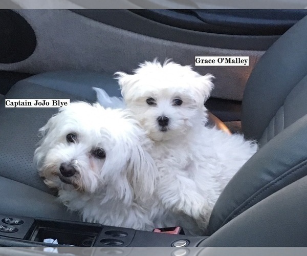 Medium Photo #1 Coton de Tulear Puppy For Sale in RUBICON, WI, USA