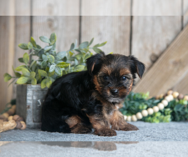 Medium Photo #10 Yorkshire Terrier Puppy For Sale in GREENWICH, OH, USA