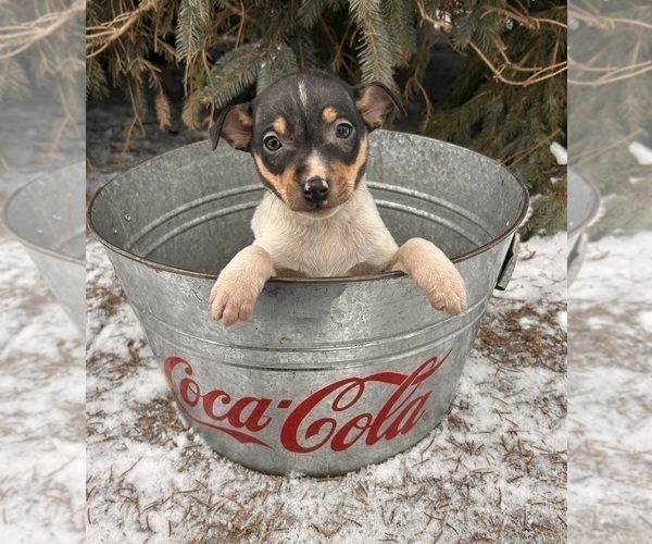 Medium Photo #3 Rat Terrier Puppy For Sale in MIDDLEBURY, IN, USA