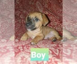 Small Dachshund-Jack Russell Terrier Mix
