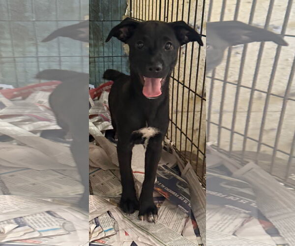 Medium Photo #2 Jack Russell Terrier-Unknown Mix Puppy For Sale in Virginia Beach, VA, USA