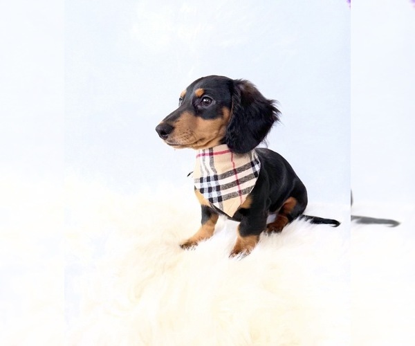 Medium Photo #4 Dachshund Puppy For Sale in DAVIS, CA, USA