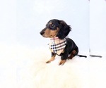 Small #3 Dachshund