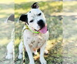 Small #5 American Pit Bull Terrier Mix
