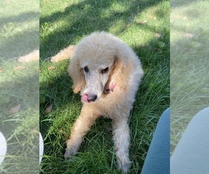 Poodle (Standard) Puppy for sale in DURANGO, CO, USA