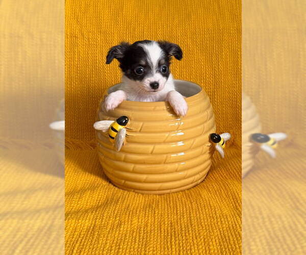 Medium Photo #6 Chiranian Puppy For Sale in Grafton, WI, USA
