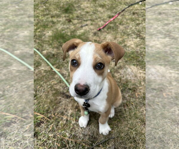 Medium Photo #2 Australian Shepherd-Unknown Mix Puppy For Sale in Polson, MT, USA