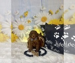 Small #14 Poodle (Toy)