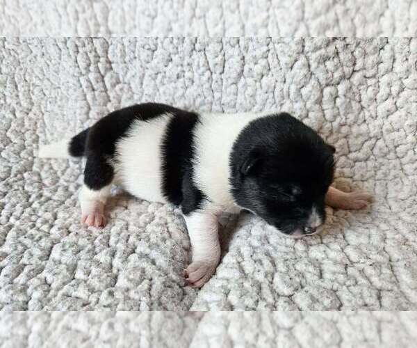 Medium Photo #1 Pom-Shi Puppy For Sale in MIDDLEBURG, FL, USA