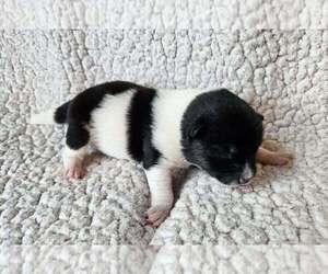 Pom-Shi Puppy for sale in MIDDLEBURG, FL, USA