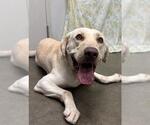 OLIVER - Male Labrador Retriever-Unknown Mix Dog for Adoption - Small photo
