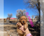 Small Photo #14 Golden Retriever Puppy For Sale in COLORADO SPRINGS, CO, USA