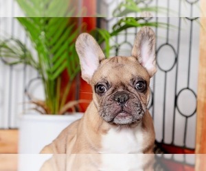 French Bulldog Puppy for sale in NAPLES, FL, USA