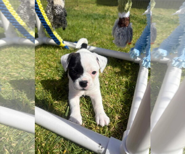 Medium Photo #2 French Bulldog Puppy For Sale in Menifee, CA, USA