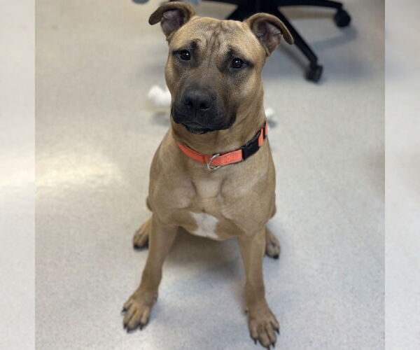 Medium Photo #3 Black Mouth Cur-Unknown Mix Puppy For Sale in Rohnert Park, CA, USA