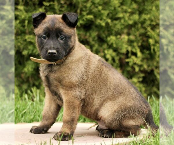 Medium Photo #1 Belgian Malinois Puppy For Sale in RONKS, PA, USA