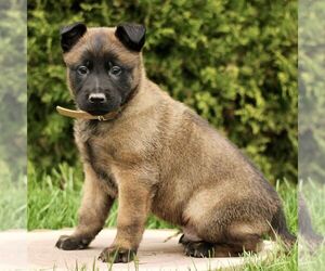 Belgian Malinois Puppy for sale in RONKS, PA, USA