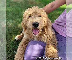 Goldendoodle (Miniature) Puppy for sale in MYERSTOWN, PA, USA