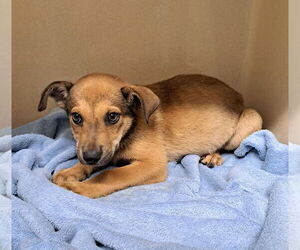 Mutt Dogs for adoption in Clarkesville, GA, USA
