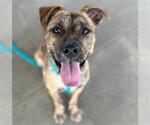 Small #1 American Staffordshire Terrier Mix