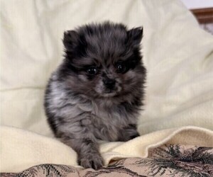 Pomeranian Puppy for sale in OWEN, WI, USA