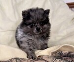 Small Pomeranian