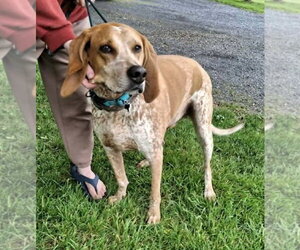 Bootleg - Sponsored! - Male English Coonhound-Unknown Mix Dog for Adoption - Photo #2