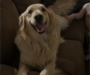 Golden Retriever Dogs for adoption in DOUGLAS, GA, USA