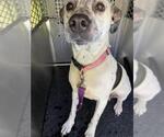 Small Dalmatian Mix