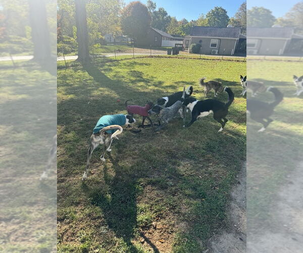 Medium Photo #4 American Pit Bull Terrier-Unknown Mix Puppy For Sale in Garden City, NY, USA