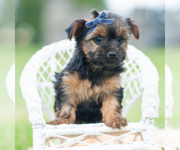 Medium Photo #10 Yorkshire Terrier Puppy For Sale in WARSAW, IN, USA